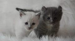 Cum să sunați la o pisică sau o pisică, nume pentru băieți și fete